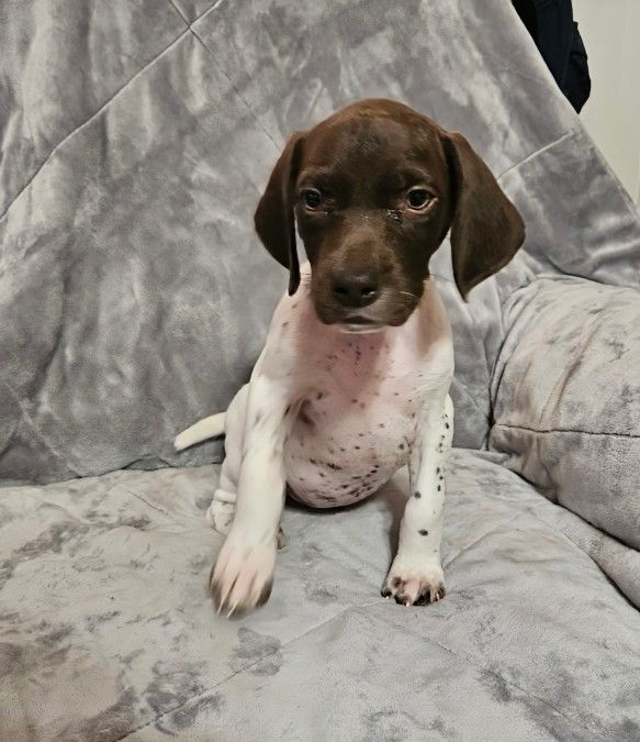 GSP&#039;S  7 females available 