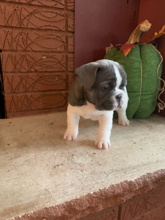 French Bull Dog Puppies Purebred/ Without Papers