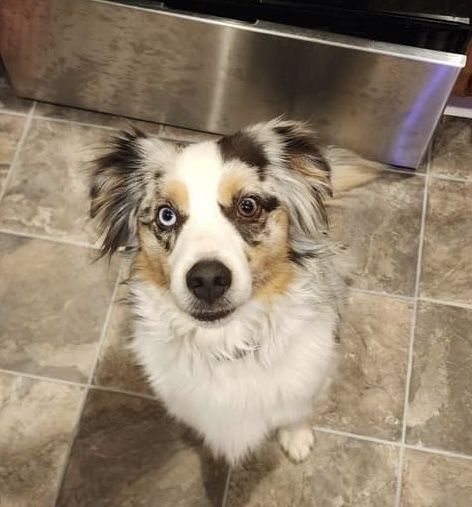 REHOMING mini Australian shepherd 