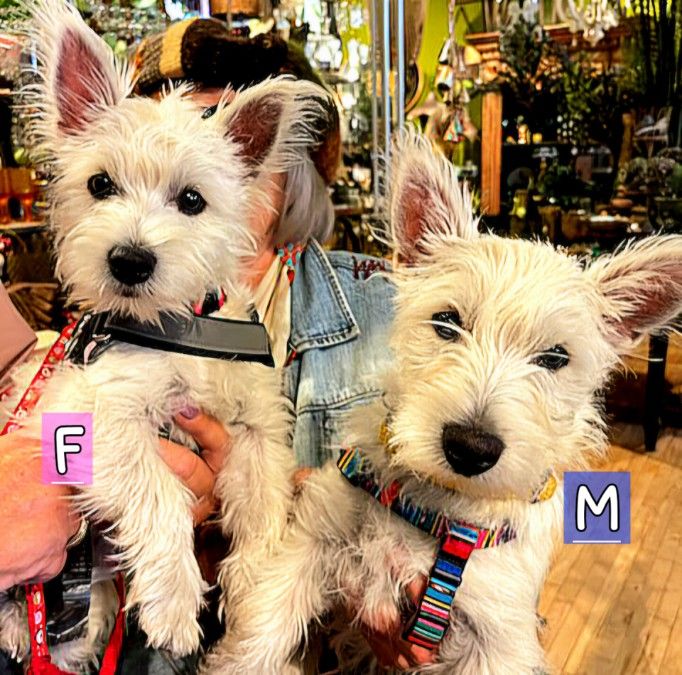 West Highland White Terriers 