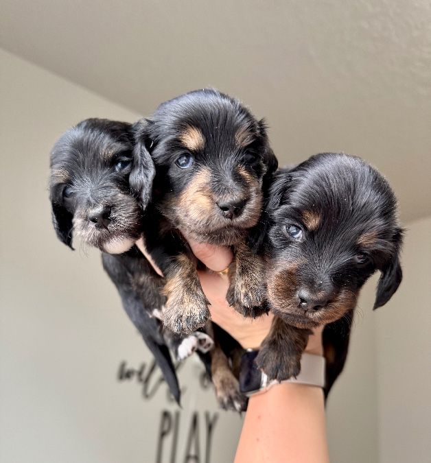 AKC Longhaired Miniature Dachshunds