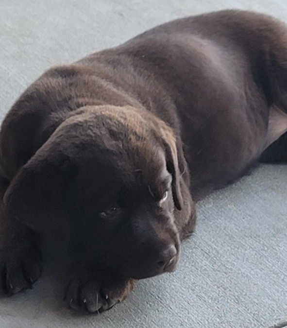 Chocolate girl resting with her grandma.