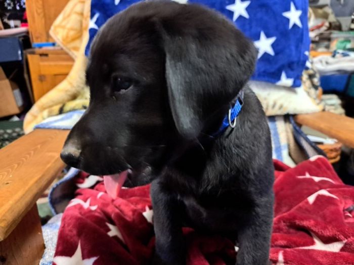 AKC Registered Lab puppies for good homes!