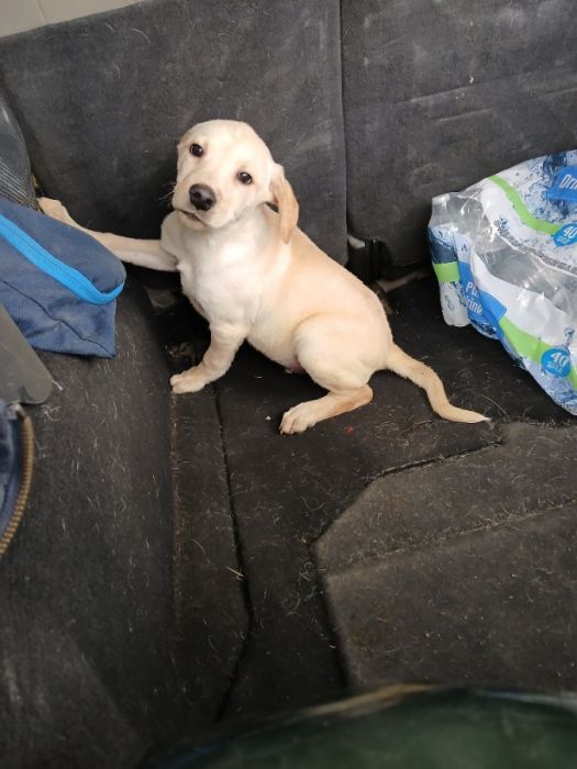 3 lab/Heeler mix puppies