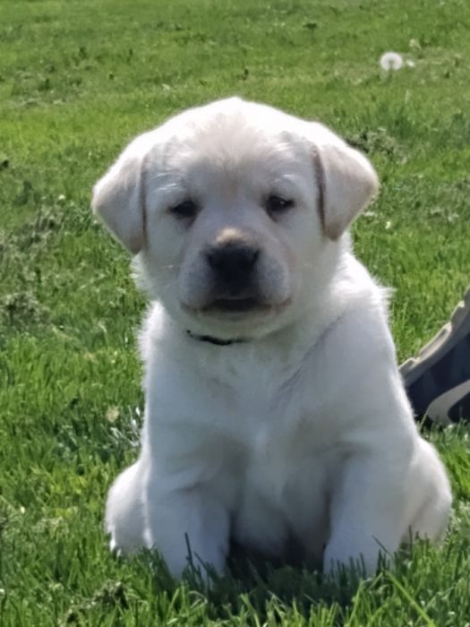 AKC Yellow/ White Labrador Retriever Puppies