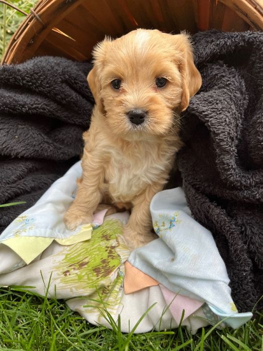 Cavapoo born 8/3/24 $1,500