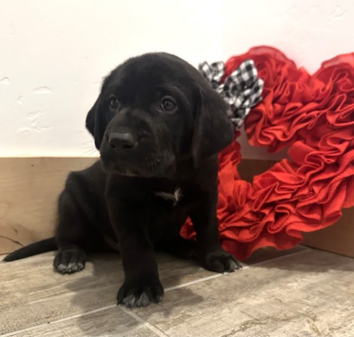 Lab/ German Shorthair Pointer Mix