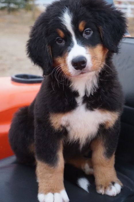 AKC Bernese