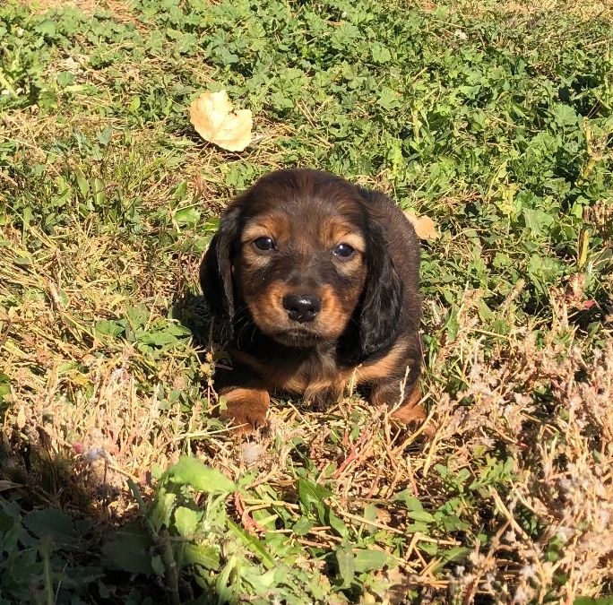 Sammy - longhair Male 