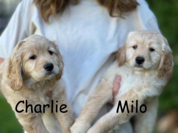 Mini Goldendoodle Puppies- Fur ever homes