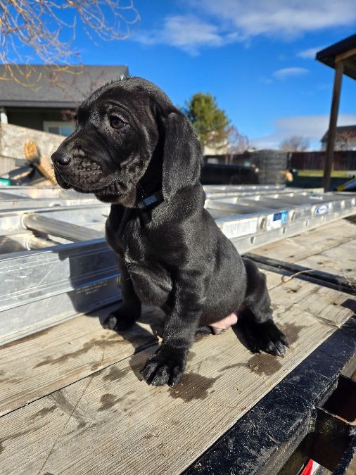 Pudelpointer / Golden Puppies