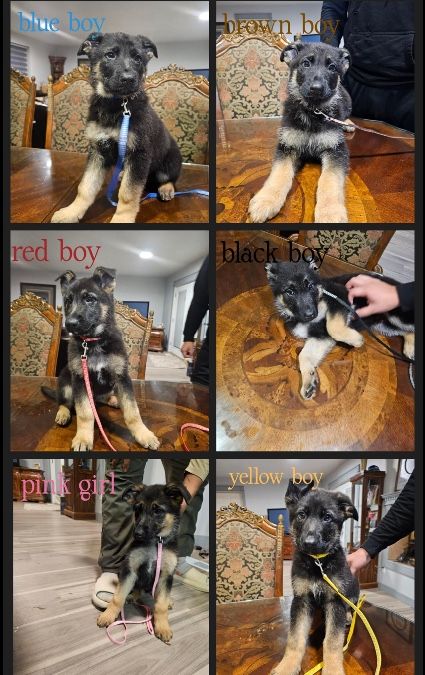 German Shepherd Puppies