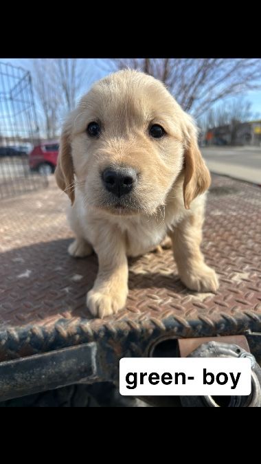 GOLDEN RETRIEVER PUPPIES ! 