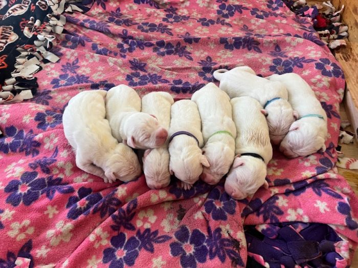 AKC Registered Dogo Argentino Puppies