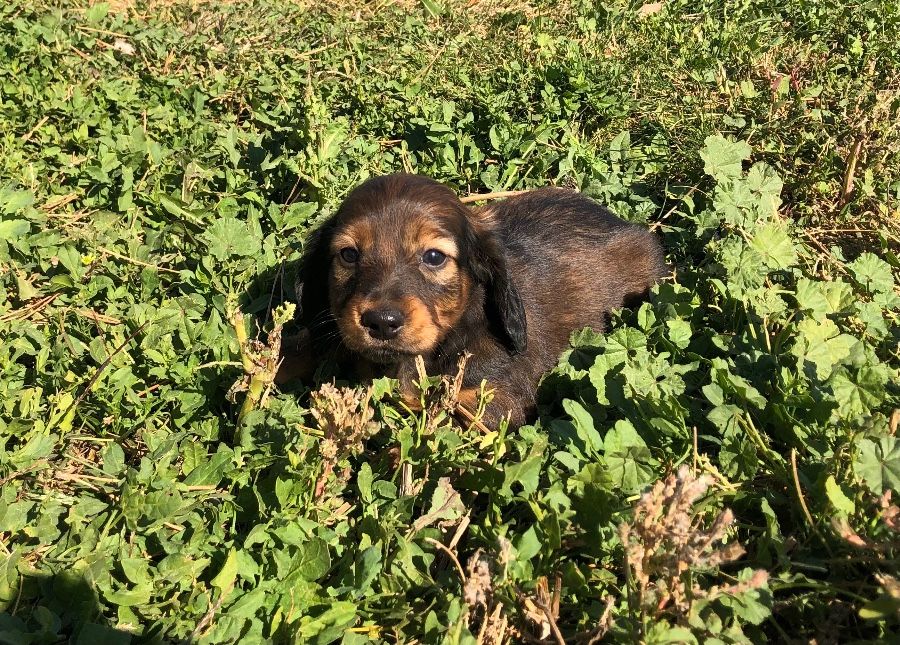 Sammy - longhair Male 