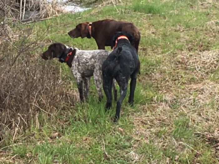 Pheasant Day Hunt