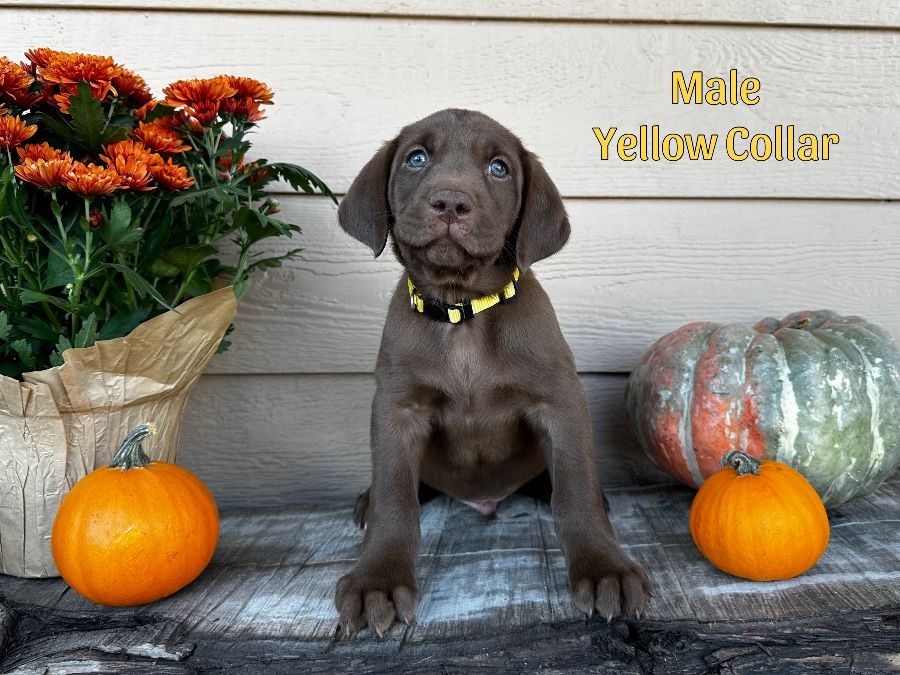 Yellow Collar Male