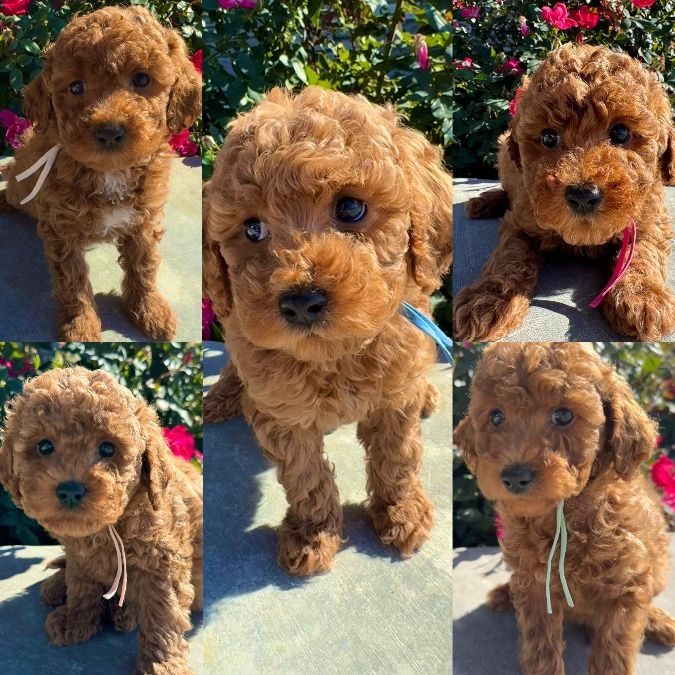 Mini Goldendoodle Puppies!