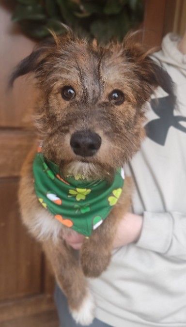 Poodle Mix Puppies