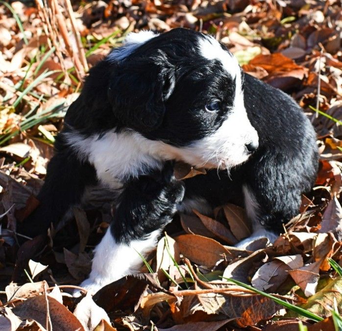 Female, black and white $1200