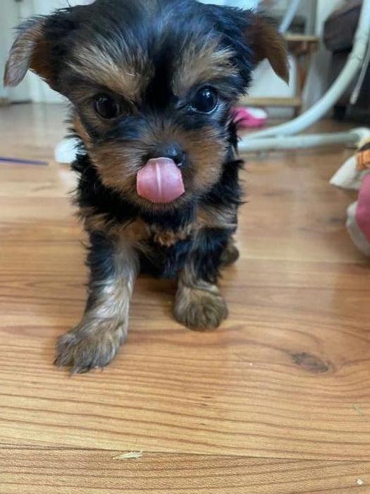 Yorkie Male puppy 