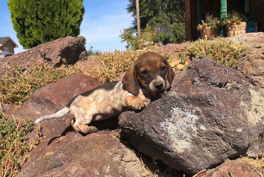 Piebald Female Smoothcoat 