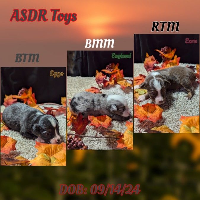 ASDR Toy Aussies 