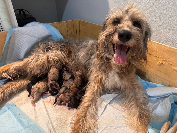 Aussiedoodle Puppies