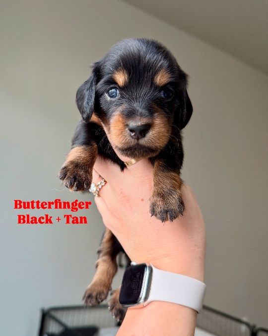 AKC Longhaired Miniature Dachshunds