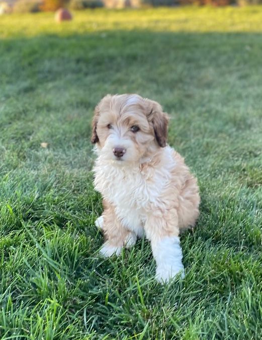 Aussiedoodle