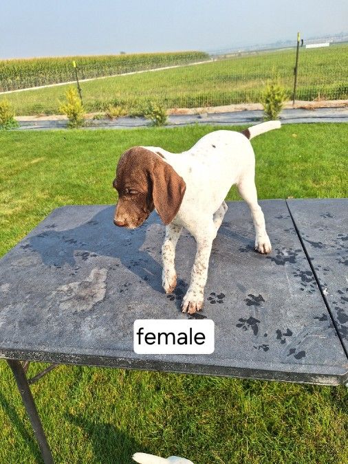 AKC German Shorthair puppies 