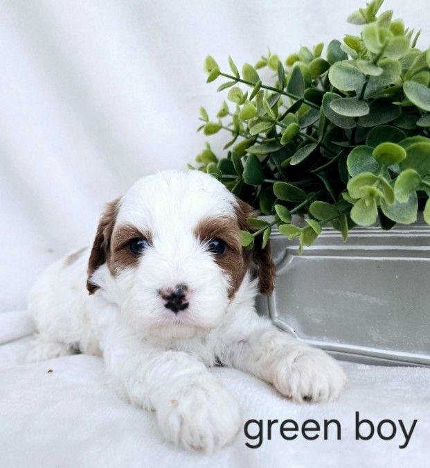 Green Boy