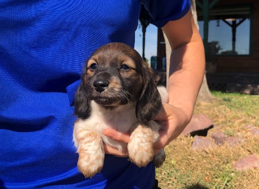 Piebald Female Longhair 