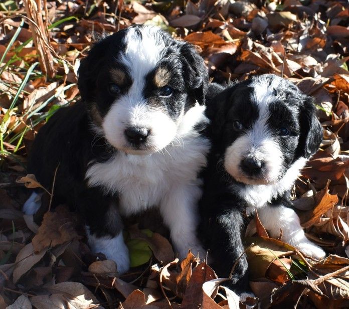 Black Tri and Black and White Female $1200