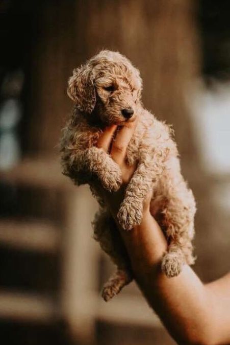 Purebred Poodle Puppies 