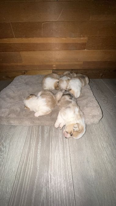 Corgi puppies 