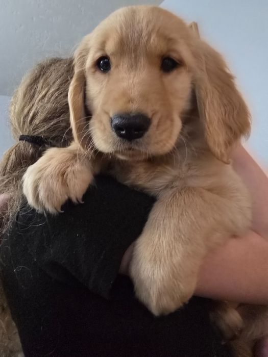 Golden Retriever  female