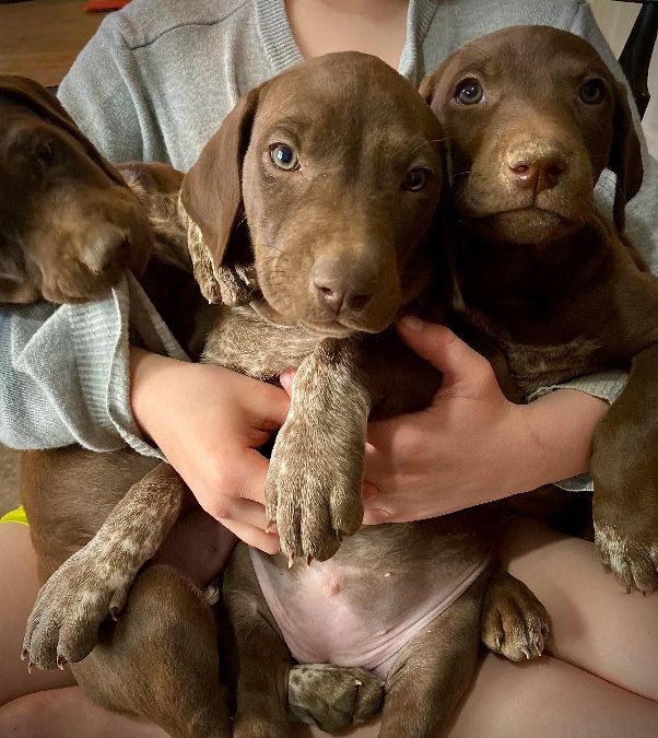 German Shorthair Pointer/Doberman mixed Puppies!