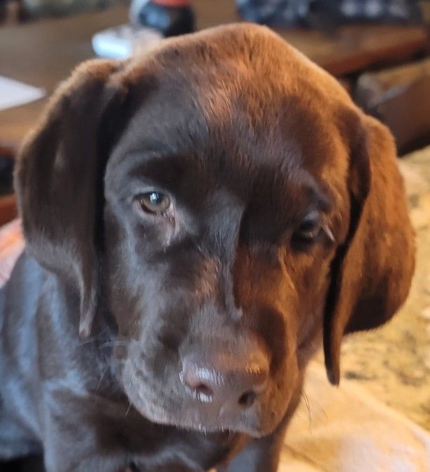 Female English Labrador Puppies