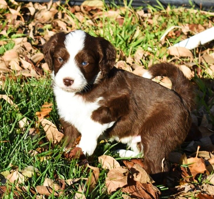 Male, one blue and one green eye $1200