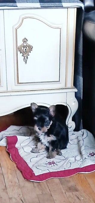 Female Yorkie Puppy