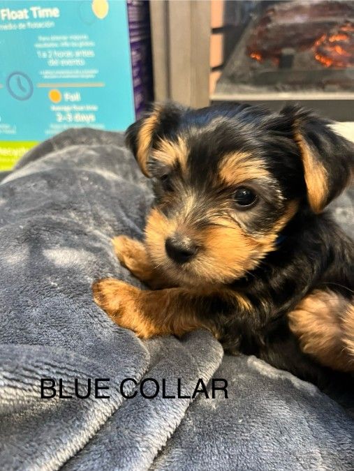 Registered Yorkie Puppies