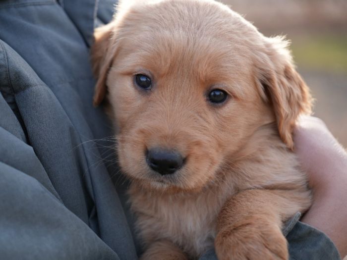 Golden Retriever Puppies