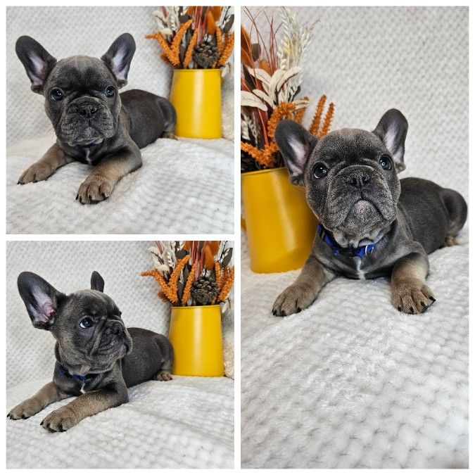 AKC Blue French Bulldog puppies