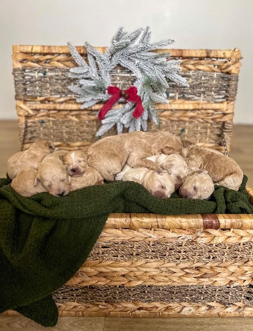 Christmas goldendoodle puppies