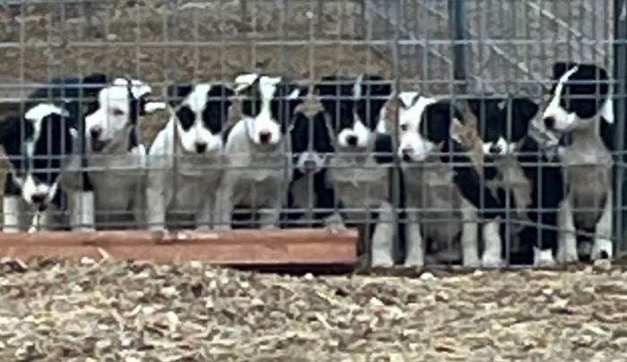 ABCA registered border collie pups