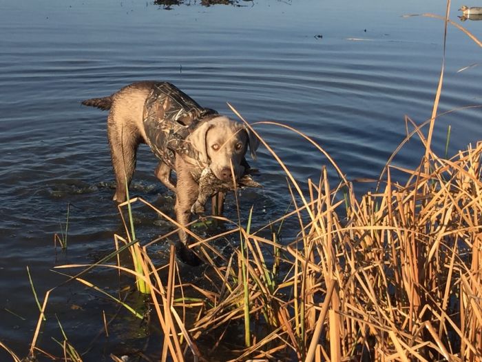 well trained duck dog  Silver lab 