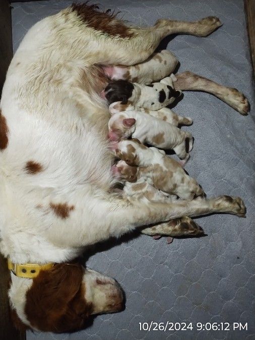 American Brittany Pups 