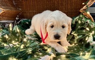 AKC Purebred Golden Retriever Puppies 