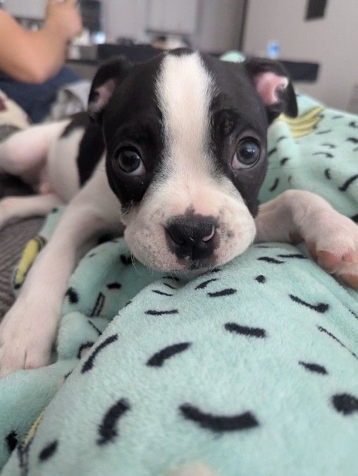 Frenchton Puppies Ready for Forever Home 